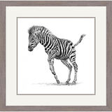 Dancer in Stripes - Chapmans Zebra Framed Limited Edition Art Print by Jamie Boots