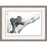 Out On A Limb - Amur Leopard Framed Limited Edition Art Print by Jamie Boots