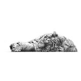 Restless Slumber - Siberian Tiger Framed Limited Edition Art Print by Jamie Boots