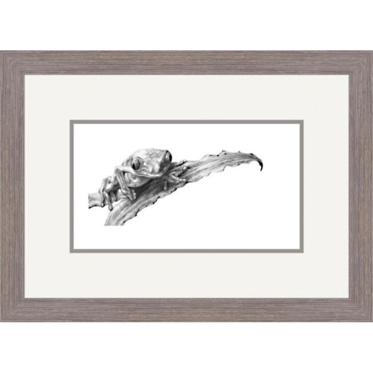 Ruby Eyed - Tree Frog Framed Limited Edition Art Print by Jamie Boots