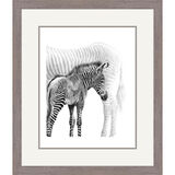 Kaleidoscope - Grevys Zebras Framed Limited Edition Art Print by Jamie Boots