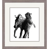 Running Wild - Chapmans Zebras Framed Limited Edition Art Print by Jamie Boots