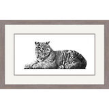 Russian Beauty - Siberian Tiger Framed Limited Edition Art Print by Jamie Boots