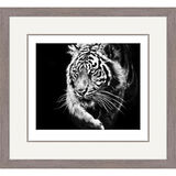Ray of Light - Sumatran Tiger Framed Limited Edition Art Print by Jamie Boots