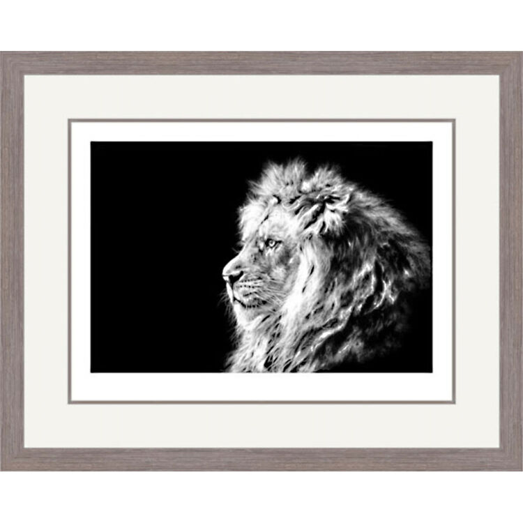 Barbary Storm - Lion Framed Limited Edition Art Print by Jamie Boots