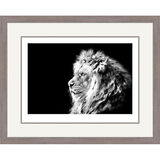 Barbary Storm - Lion Framed Limited Edition Art Print by Jamie Boots