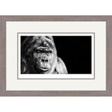 Contemplation - Gorilla Framed Limited Edition Art Print by Jamie Boots