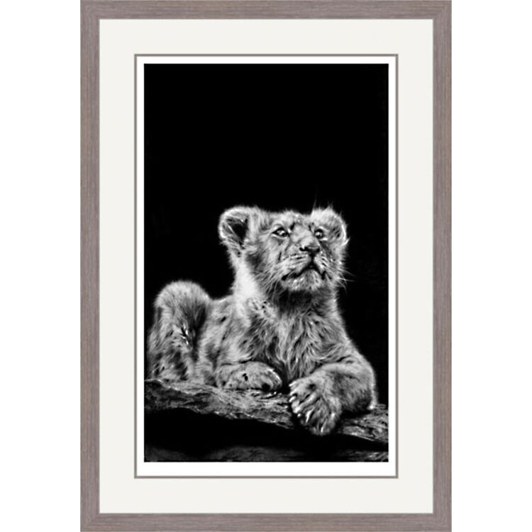 Prince of Darkness - Asiatic Lion Framed Limited Edition Art Print by Jamie Boots