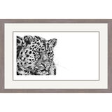 Cold Stealth - Amur Leopard Framed Limited Edition Art Print by Jamie Boots