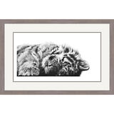 Peaceful - Siberian Tiger Framed Limited Edition Art Print by Jamie Boots