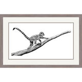 Branching Out - Ring Tailed Lemur Framed Limited Edition Art Print by Jamie Boots