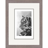 Silent Storm - Amur Tiger Framed Limited Edition Art Print by Jamie Boots
