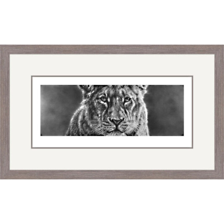 Depth of Innocence - Asiatic Lion Cub Framed Limited Edition Art Print by Jamie Boots