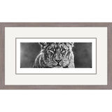 Depth of Innocence - Asiatic Lion Cub Framed Limited Edition Art Print by Jamie Boots