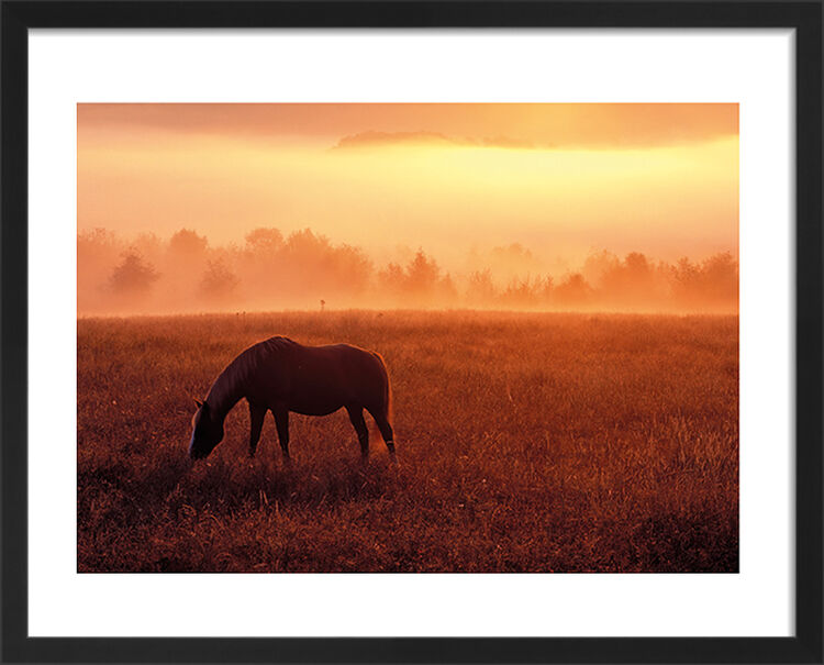 Horse in Pasture Framed Art Print by Dennis Frates