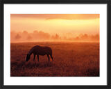 Horse in Pasture Framed Art Print by Dennis Frates