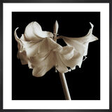 Amaryllis Framed Art Print by Michael Harrison