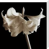 Amaryllis Canvas Art Print by Michael Harrison