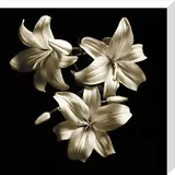 Three Lilies Canvas Art Print by Michael Harrison