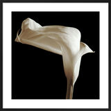 Lily Framed Art Print by Michael Harrison