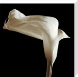 Lily Canvas Art Print by Michael Harrison