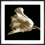 Tulip Framed Art Print by Michael Harrison