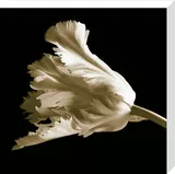 Harrison, Michael (Canvases)