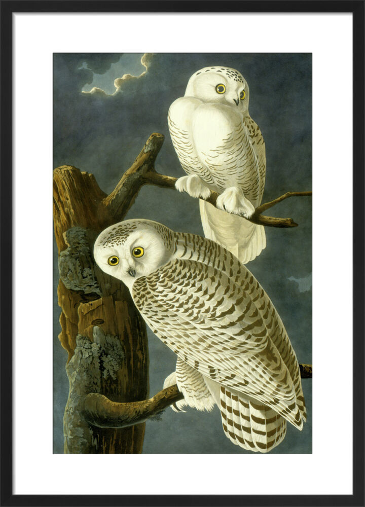 Snowy Owls Framed Art Print by John James Audubon