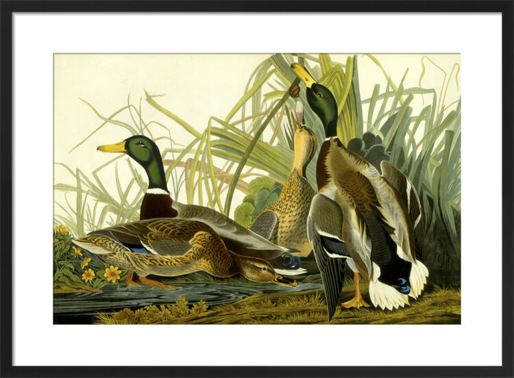 Mallard Duck Framed Art Print by John James Audubon
