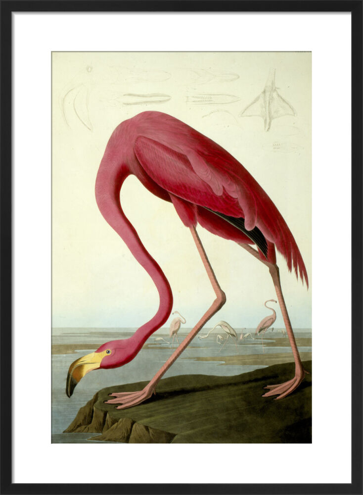 American Flamingo Framed Art Print by John James Audubon