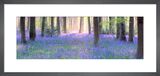 Bluebell Dawn Framed Art Print by Doug Chinnery