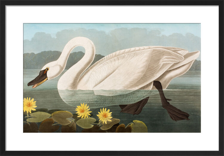Common American Swan Framed Art Print by John James Audubon