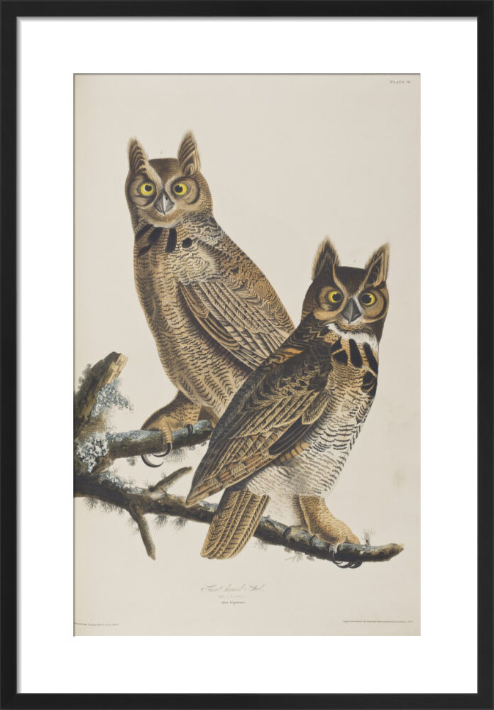 Great Horned Owls Framed Art Print by John James Audubon