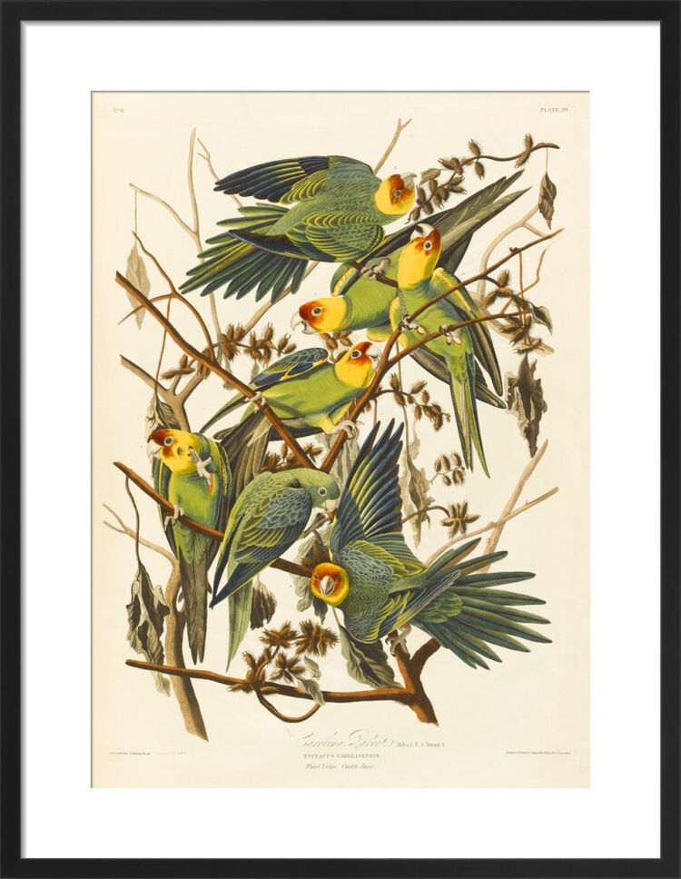 Carolina Parrot Framed Art Print by John James Audubon