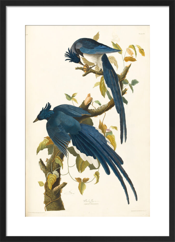 Columbia Jay Framed Art Print by John James Audubon