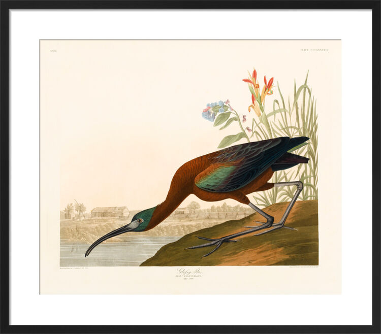 Glossy Ibis Framed Art Print by John James Audubon