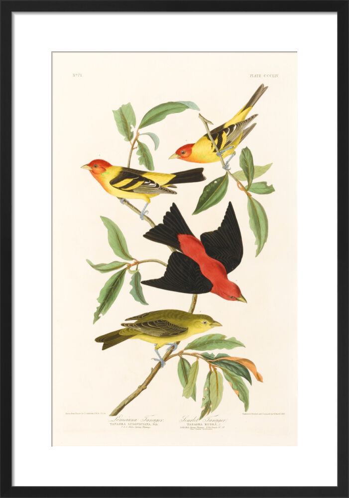 Louisiana Tanager and Scarlet Tanager Framed Art Print by John James Audubon
