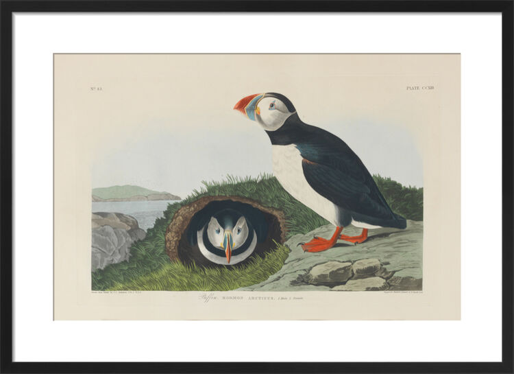 Puffin Framed Art Print by John James Audubon