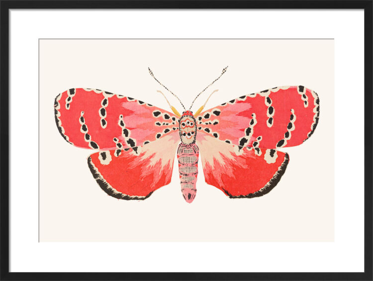 Ornate Bella Moth Framed Art Print by David Van Berckel