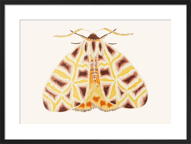 Ornate Tiger Moth Framed Art Print by David Van Berckel