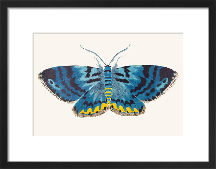The Four O'Clock Moth Framed Art Print by David Van Berckel
