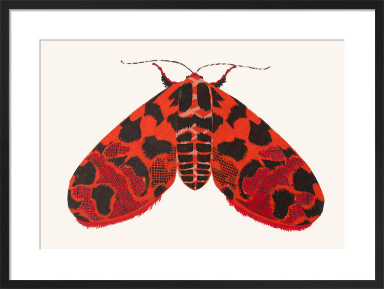 The Picture-Winged Leaf Moth Framed Art Print by David Van Berckel