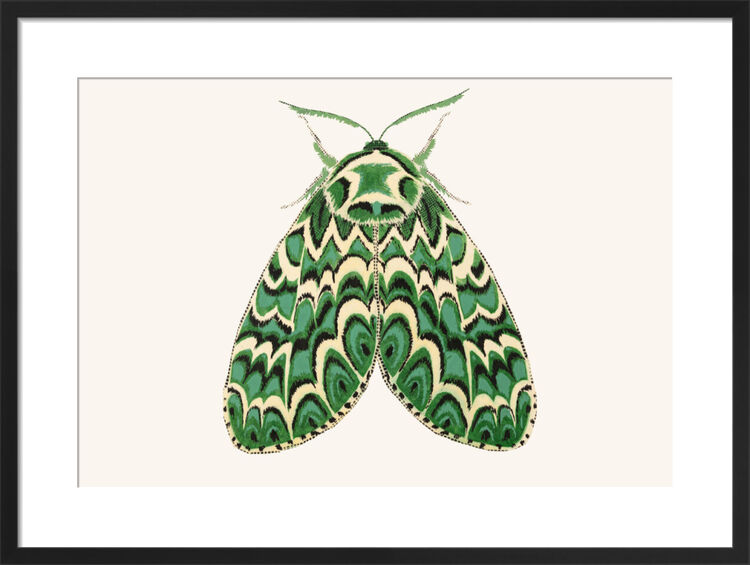 The Joker Moth Framed Art Print by David Van Berckel