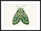 The Joker Moth Framed Art Print by David Van Berckel