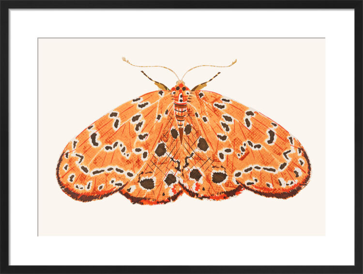 The Argus Moth Framed Art Print by David Van Berckel