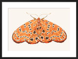 The Argus Moth Framed Art Print by David Van Berckel