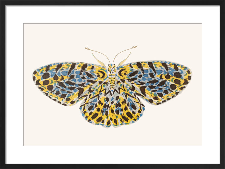 The Matutinata Moth Framed Art Print by David Van Berckel