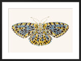The Matutinata Moth Framed Art Print by David Van Berckel