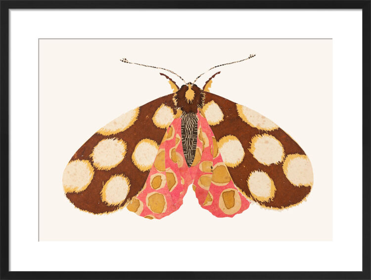 The Noctuid Moth Framed Art Print by David Van Berckel