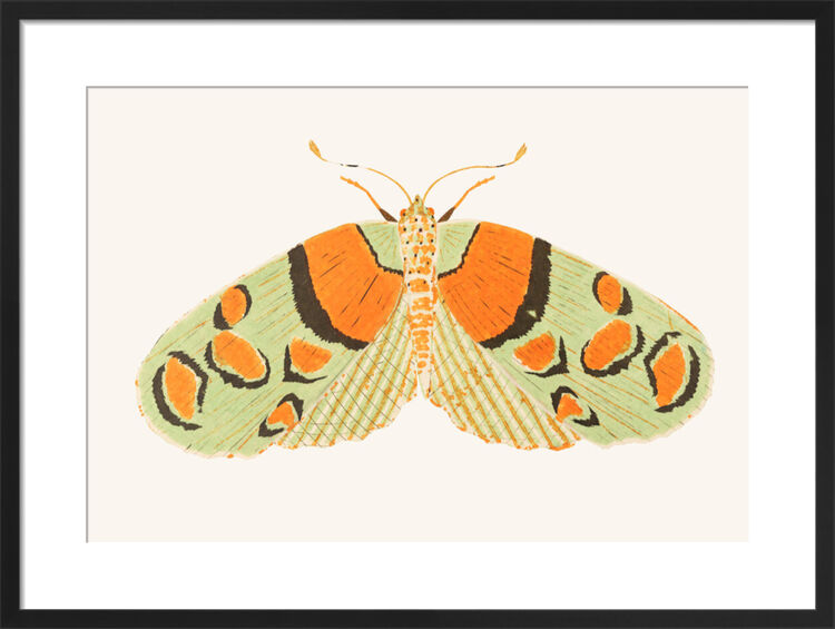 The Peach Moth Framed Art Print by David Van Berckel